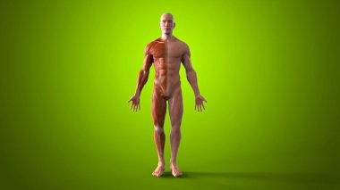 erkek insan anatomisi - 3d çizim 