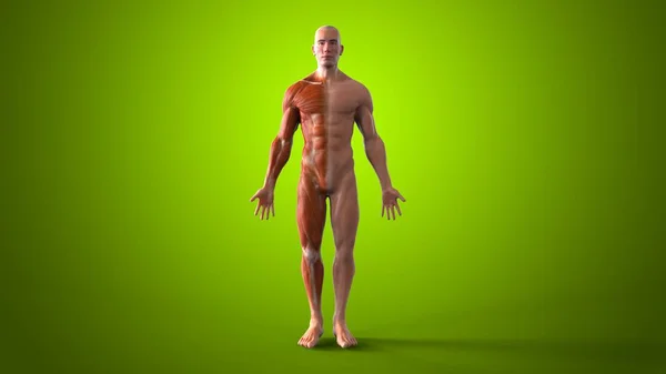 Male Human Anatomy Illustration — Stock Photo, Image