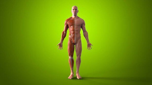 male human Anatomy - 3D illustration 