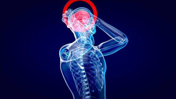 Рентген Людини Мозку Анатомія Людини Ілюстрація — стокове фото