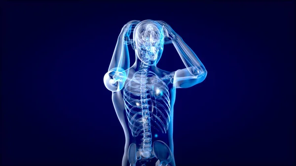 人間と脳のX線 人間の解剖学 3Dイラスト — ストック写真