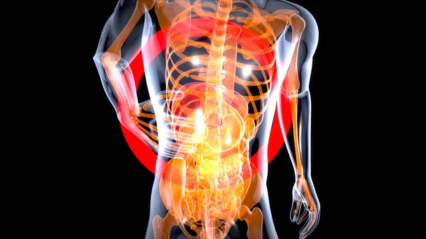 肝脏解剖概念的三维运动设计 — 图库照片