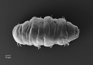 Tardigrade (su ayı)