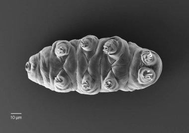 Tardigrade (su ayı)
