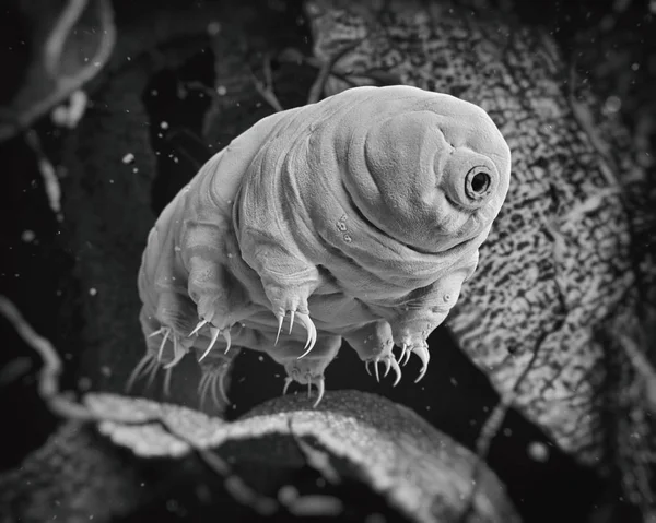 Tardigrade (su ayı).