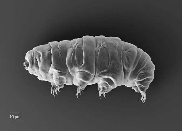 Tardigrade (su ayı)