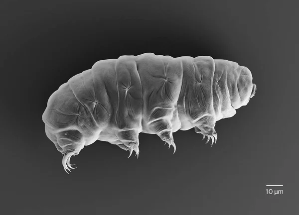 Tardigrade (su ayı)