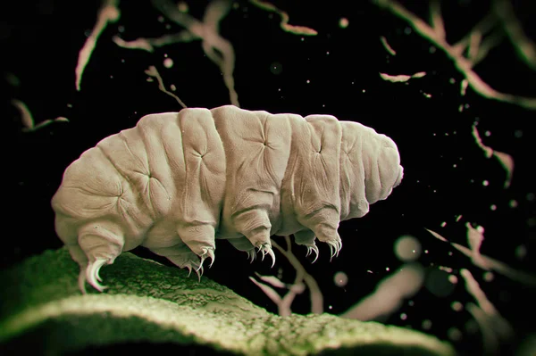 Tardigrade (su ayı)