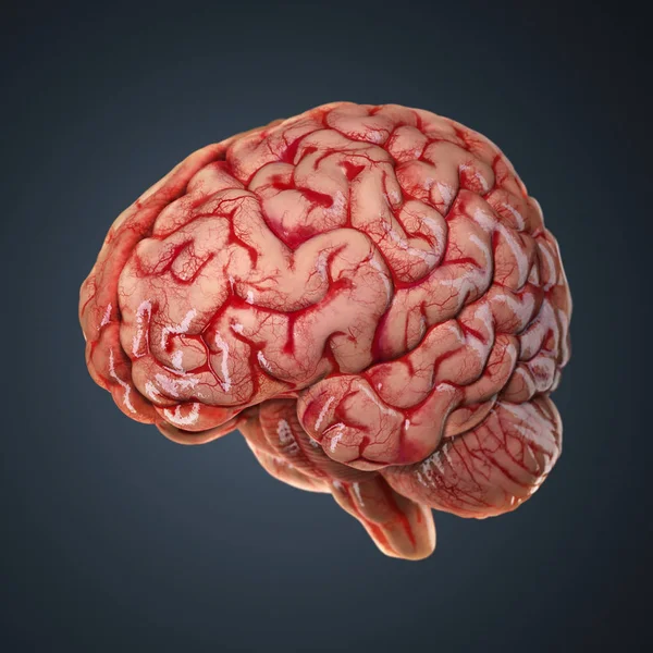 3D-gerenderde menselijk brein Rechtenvrije Stockafbeeldingen