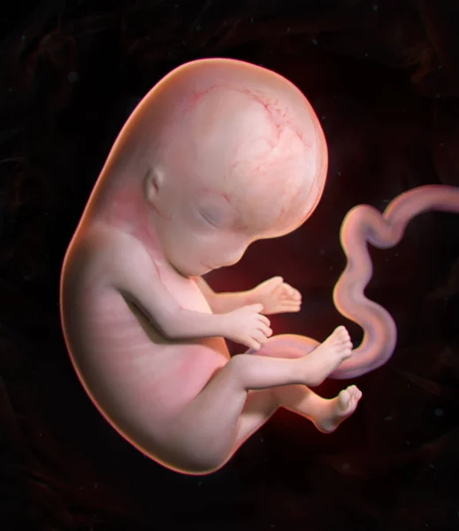 3D-s renderelt emberi embrió Stock Kép