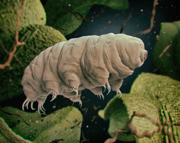 Tardigrade (vodní medvěd) Royalty Free Stock Obrázky