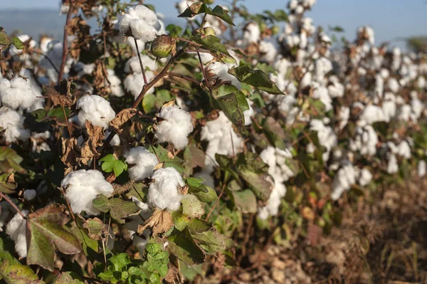 Arkaplan olarak pamuk tarlası ekini