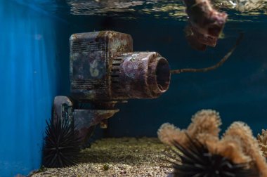 rust on saltwater aquarium equipment clipart