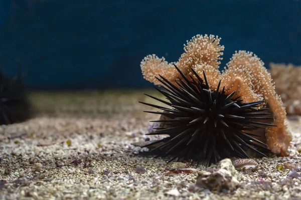 Deniz kestanesi ve mercan makrosu