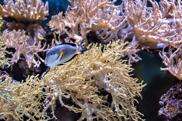 Suyun altındaki mercan resifini tropikal balıklarla kapatın.