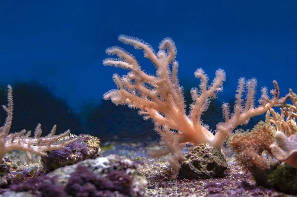 deniz mercanı pembe makro desen