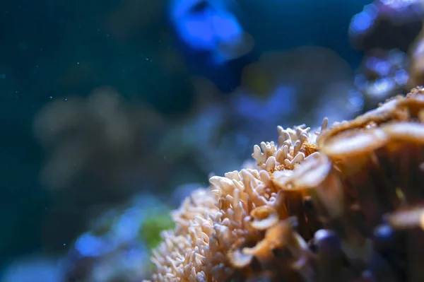 metin için sualtı görünümü yeri