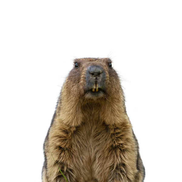 Marmotte Isolée Sur Fond Blanc — Photo