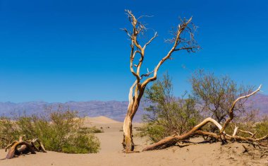 Ölü düğümlü ağaç, Mesquite düz kum tepeleri - death valley, California, ABD wildernes toplayan