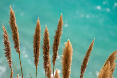Pampas Grass in front of the glittering turquoise pacific ocean of Big Sur, California clipart