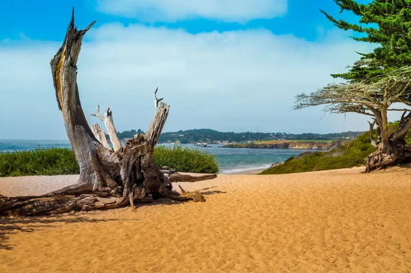 Scenic View Beach Carmel Sea Old Pine Roots Green Trees — Stock Photo, Image