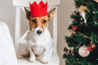 Resim Jack russell, kırmızı kağıt taç, küçük köpek süslü Noel ağacının yanında oturur, kulakları yükseltir, lezzetli ya da insanlardan lezzetli bir şey bekler. Komik hayvan sembolü yeni yılın olmak.