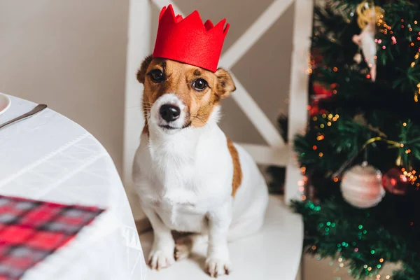 Lustiger Jack Russell Terrier mit roter Krone posiert gegen geschmückten Neujahrsbaum. Hund als Symbol des kommenden neuen Jahres. Liebevolles Haustier sitzt auf Stuhl gegen wunderbaren Weihnachtsbaum. Urlaubskonzept — Stockfoto