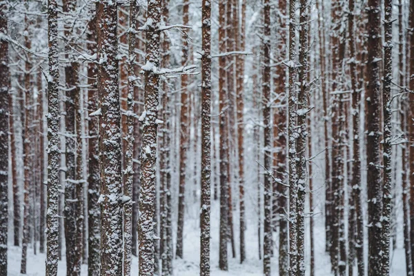 Outdoor shot of beautiful winter forest, high trees covered with snow. Horizontal shot of winter landscape. Charming silent majestic winter forest. Season and nature concept
