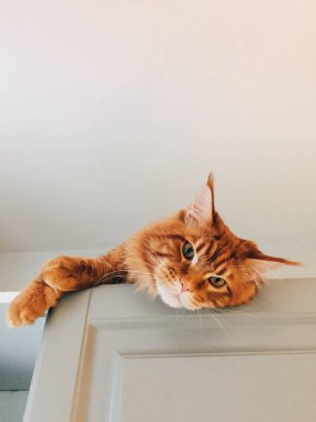 Güzel kırmızı Maine coon kedi upwrads, beyaz arka plan üzerinde izole yatıyor dikey shot kabarık kürk, büyük kulakları vardır, doğrudan kameraya yeşil gözlü görünüyor