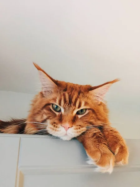동물 개념입니다. 멋진 빨간 고양이 메인 쿤 품종의 큰 귀, 녹색 눈, 흰색 배경 위에 절연 솜 털 발 있다. 생강 애완 동물 포즈 실내 — 스톡 사진