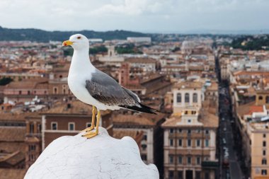 Martı şehir manzaralı. Eski şehrin tarihi yerlere. Vintage sesi. Outlook tarihi merkezinin. Güzel renkli Oda yukarıdan