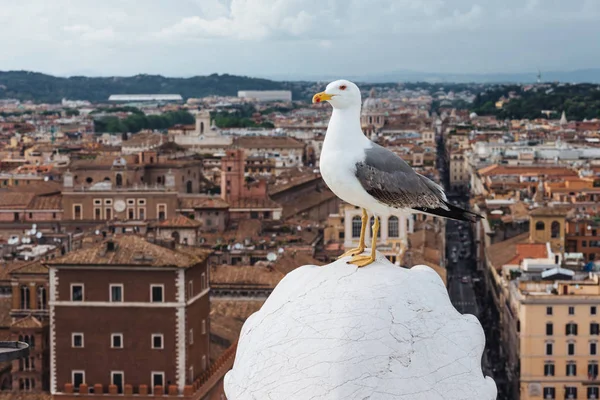 Bellissimo gabbiano posa contro il centro storico della città con vista panoramica e cielo blu. Gabbiano sui tetti di antichi edifici. Vista meravigliosa all'aperto — Foto Stock