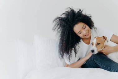 Indoor shot of lovely Afro American girl rests in bed after awakening with dog, enjoys time with pet, sit on comfortable bed against white wall. Jack russell terrier pays with owner. Cute friendship