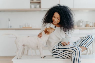 Delighted curly woman with cheerful expression poses with jack russell terrier dog at home, drinks aromatic beverage, dressed in white sweater and striped pants, sit in kitchen. Lady petting puppy
