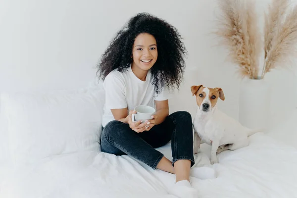 Relaxed attractive Afro American woman drinks aromatic hot drink from white mug, poses on bed together with jack russell terrier dog, enjoy domestic atmosphere, being in cozy bedroom at home — стокове фото