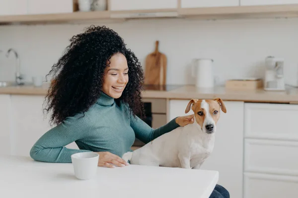 Playful woman with Afro haircut, pets her breed dog, have fun together, pose in cozy kitchen, drink coffee, laugh happily. Young curly lady glad to live with pet, enjoys domestic atmosphere. — стокове фото