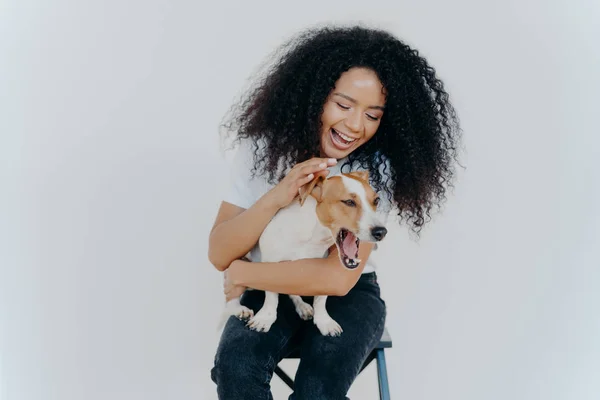 Joyeuse femme afro-américaine joue avec le chien pedigree, vêtue de vêtements décontractés, caressant animal préféré, isolé sur fond blanc, s'assied sur la chaise. Expressions humaines positives. Concept d'amitié — Photo