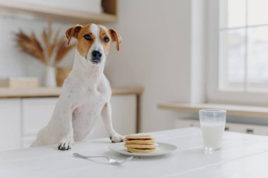 Jack Russell Terrier iki patisini de krep ve bir bardak sütle masada tutuyor. Mutfak arka planında poz veriyor. Lezzetli yemek. Modern dairede soylu bir köpek