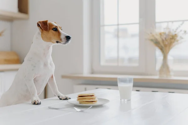 Beyaz ve kahverengi Jack Russell Terrier pençelerini beyaz masada tutar, gözleme yemek ister, aç olur, mutfakta poz verir. Evcil hayvan tatlıyı aşırır. Hayvanlar, yeme konsepti — Stok fotoğraf