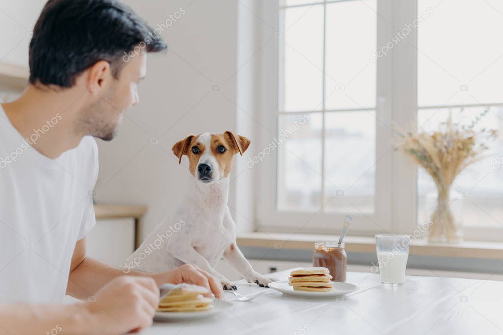 Young man turns away from camera, looks attentively at pedigree dog, have lunch together, eat tasty delicious pancakes at kitchen table, use forks, pose in spacious light room with big window