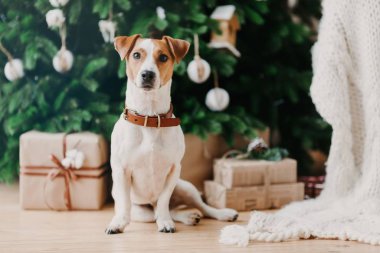 Şecereli köpek tasviri, süslü Firtree ve Noel hediyelerinin yanında, evde olmanın şenlikli havasında duruyor. Hayvanlar ve kış zamanı konsepti