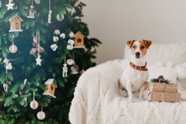 Boynunda tasma olan köpek resmi, hediye kutularının yanında rahat bir koltukta poz veriyor, yeşil süslenmiş yeni yıl ağacı.