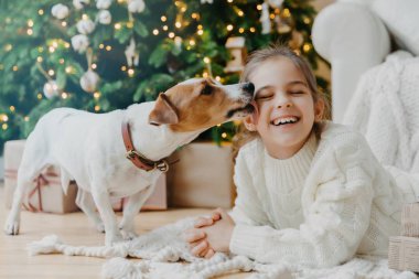 Jack Russell Terrier kışın örgü süveter giyen, yeni yılın tadını çıkaran ya da Noel ağacının dişlek gülüşü olan neşeli kızın yatay çekimi. Çocuklar, hayvanlar, aşk, ilişki