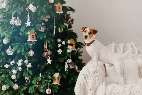 Winter holiday and domestic atmosphere concept. Jack russell terrier dog poses near decorated Christams tree on armchair with white plaid.