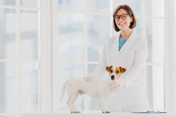 Controllo completo e diagnostica. Positivo esperto veterinario femminile in uniforme bianca esamina jack russell terrier cane nella propria clinica, annota prescrizione, ha animali come pazienti, cura varie malattie . — Foto Stock
