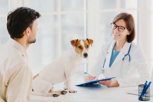 Proprietario del cane viene fornito con animale malato di cuore per il veterinario per il check-up. Jack Russell terrier siede al tavolo degli esami in clinica veterinaria. Veterano donna amichevole scrive prescrizione per animale malato — Foto Stock