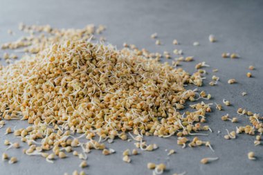 Gri arka plan üzerinde filizlenmiş yeşil karabuğday yığını. Çimlenmiş ham vejetaryen ürün. Büyüyen lahanalar. Sağlıklı yaşam tarzı kavramı