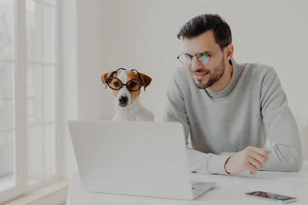 Meşgul bir adam serbest çalışıyor, laptop bilgisayarında eğitim videosu izliyor şeffaf gözlük takıyor Jack Russell Terrier pozu ile birlikte yerel ofiste internetten haberleri okuyor. Köpekli bir iş adamı.