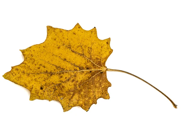 Żółty spasionego liścia jesień, izolowana na białym tle — Zdjęcie stockowe
