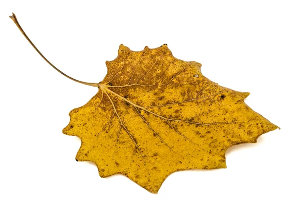 Amarelo a folha de outono caída, isolada no fundo branco — Fotografia de Stock